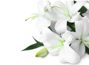 memorial lilies