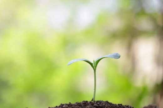 a small plant grows in rich soil